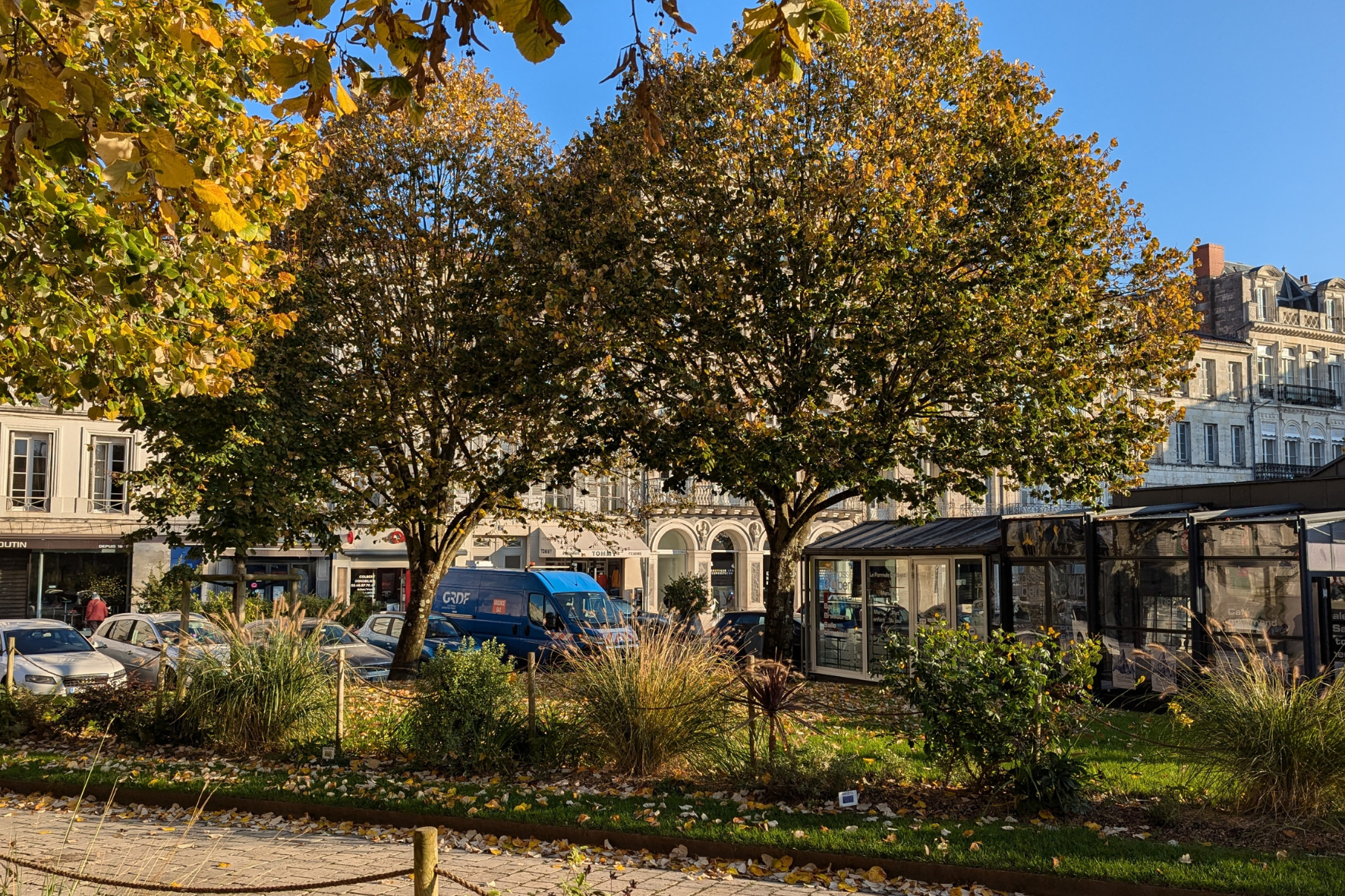 Les arbres de la place Colbert sous surveillance | Ville de Rochefort