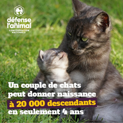 Chat et chaton