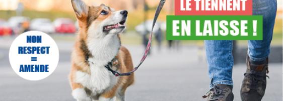 Chien en laisse