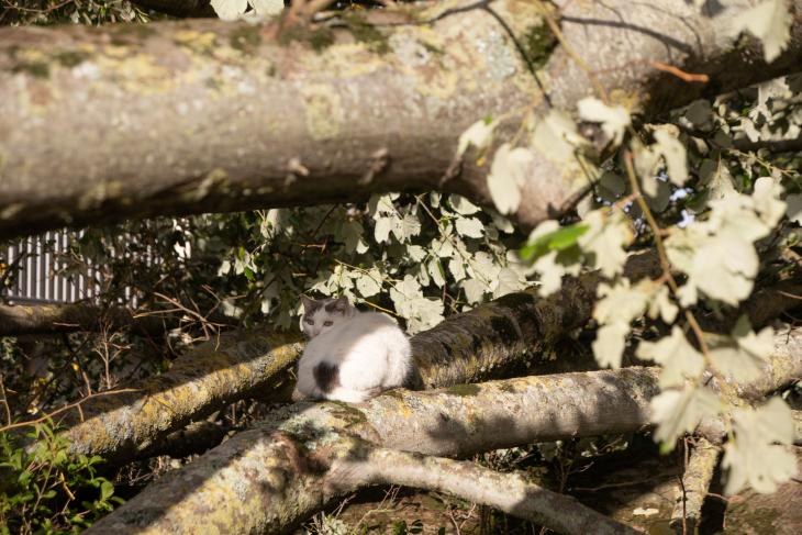 Tempete Domingos à Rochefort