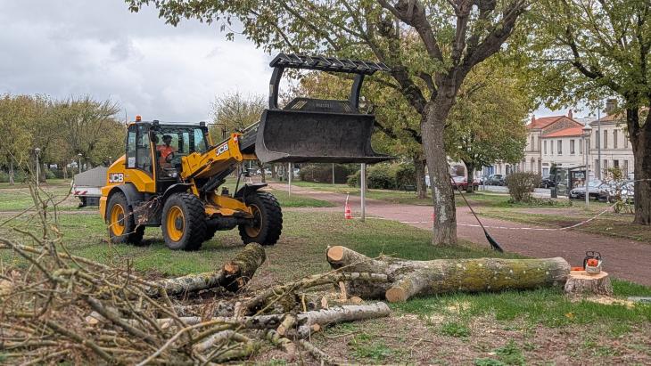 photo d'abattage d'arbre cours d'Ablois