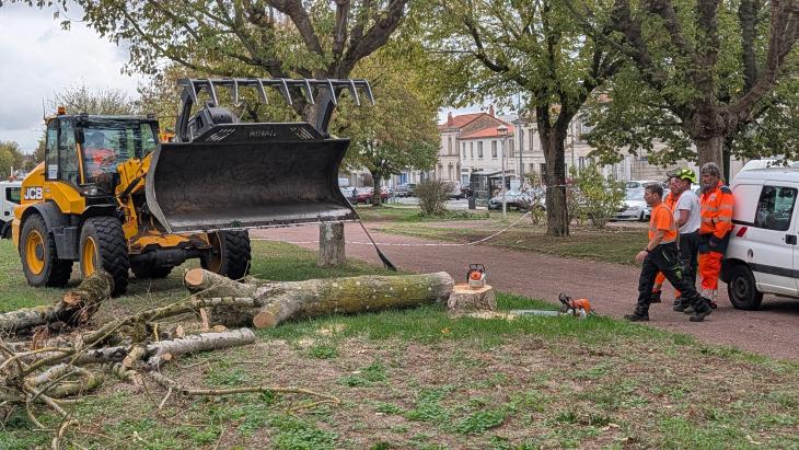 photos abattage des arbres cours d'Ablois