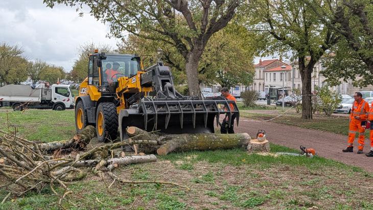 photos abattage des arbres cours d'Ablois