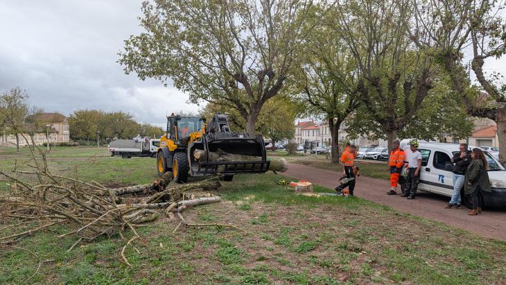 photos abattage des arbres cours d'Ablois