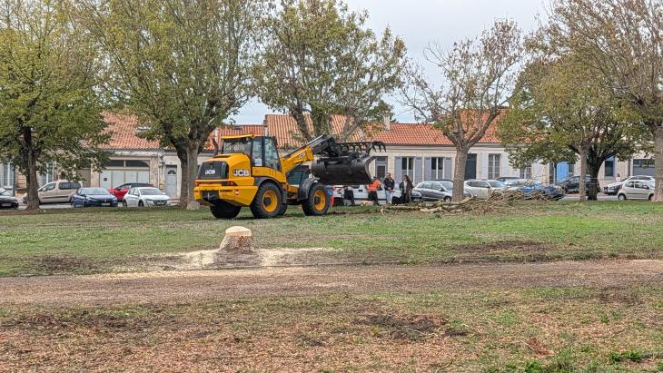 photos abattage des arbres cours d'Ablois