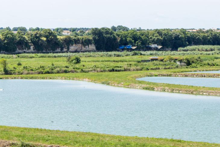 Bassins de lagunage