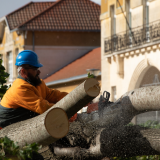 Tronconnage d'un arbre tombé lors de la tempete