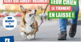 Chien en laisse